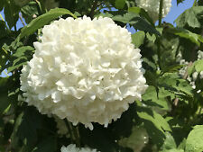 Viburnum opulus roseum for sale  STOKE-ON-TRENT