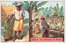 Cromos -COR11466 - Achicoria Panadero - Cosecha Banana - Brasil - A comprar usado  Enviando para Brazil