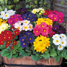 Giant polyanthus seeds for sale  WARRINGTON