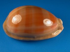 Cypraea leviathan great for sale  Kapolei