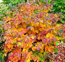 Fothergilla major large usato Fothergilla major large usato  Napoli