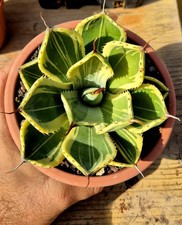 Agave parryi truncata usato Agave parryi truncata usato  Massafra