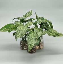 Syngonium mottled mojito gebraucht kaufen  Wuppertal