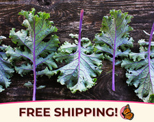 2900 kale seeds for sale  Davisburg