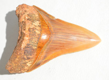Stunning megalodon shark for sale  UK
