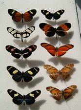 10x heliconius butterfly for sale  LIVERPOOL