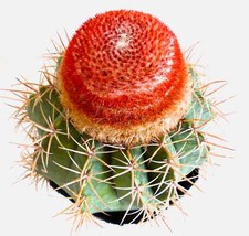 Melocactus matanzanus 10cm usato  Italia