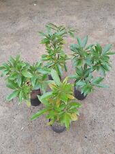 Lithocarpus edulis variegata d'occasion  Basse-Goulaine