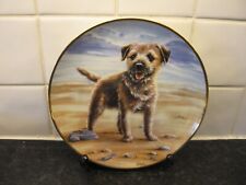 Border terrier dog for sale  WELLINGBOROUGH