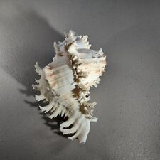 Large pink murex for sale  Tucson