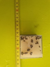 Frammenti meteorite annan usato  Domodossola