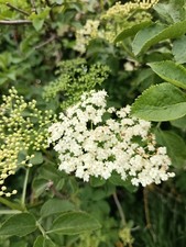 Bare root sambucus for sale  MAIDSTONE