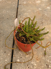 Cactus succulentes caudex d'occasion  Prades