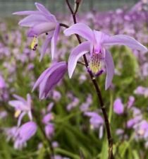 Bletilla penway paris usato  Italia