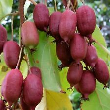 red kiwi gebraucht kaufen red kiwi gebraucht kaufen Detmold