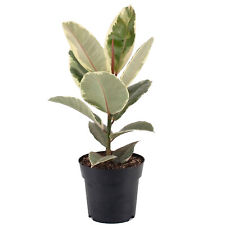 Ficus tineke indoor for sale Ficus tineke indoor for sale  UK