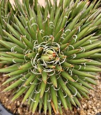Agave parviflora plant for sale  Altadena