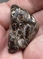 Lovely rare ammonite for sale  ABERDEEN