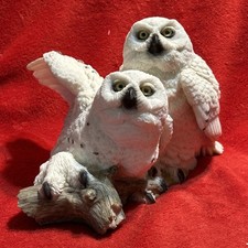 Beautiful snowy owl for sale  Pine Bluff