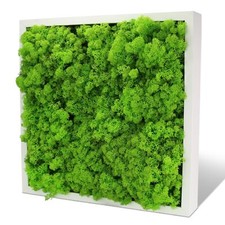 Inmo moosbild wandbild gebraucht kaufen  Wennigsen