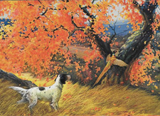 Pheasant hunting dog for sale  Newark