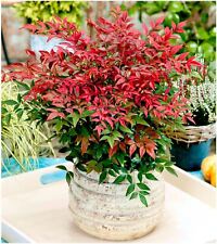 Nandina domestica obsessed for sale  PRESTON