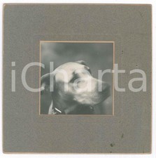 1910 italia cani usato  Milano