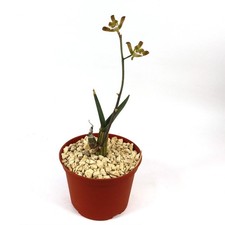 Eulophia petersii desert for sale  Fallbrook