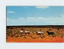 Postcard wild horses for sale  Almond