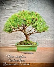 Pinus densiflora umbraculifera gebraucht kaufen  Lübben (Spreewald)