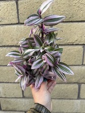 Tradescantia nanouk pot for sale  Garden Grove