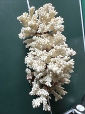 Corallo bianco circa usato  Novara