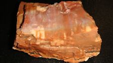 arizona petrified wood for sale  Dyer