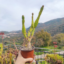 Vaso pianta opuntia usato  Barcellona Pozzo di Gotto