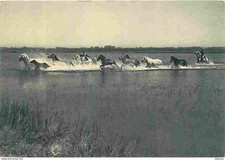 Animaux chevaux camargue d'occasion  Fruges