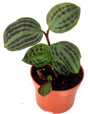 Terrarienpflanze geogenanthus  gebraucht kaufen  Gronau