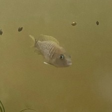Pack neolamprologus multifasci for sale  Surprise