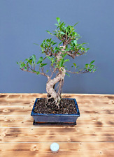 Zimmerbonsai ficus retusa gebraucht kaufen  Böhl-Iggelheim