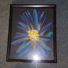 Blue gold mcaw for sale  Stockholm