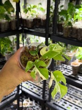 Rhaphidophora tetrasperma aure gebraucht kaufen  Lengede