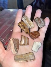 texas petrified wood for sale  Caldwell