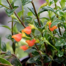 Goldfish plant live for sale  Englishtown