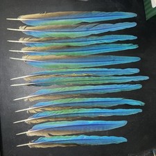 macaw tail feathers for sale  Chicago