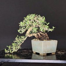 Shohin bonsai coprosma usato  Cison di Valmarino