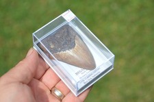 Wow genuine megalodon for sale  UK