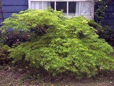 Super grüner japanischer gebraucht kaufen  Kronburg