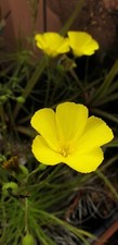 Drosophyllum lusitanicum seeds usato  Torino