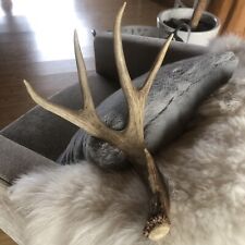 Antler mule deer for sale  Bigfork