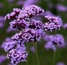 Verbena bonariensis large for sale  BARNSTAPLE