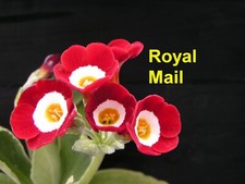 primula auricula for sale primula auricula for sale RIPLEY